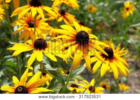 Echinacea Flowers On Green Nature Background, Closeup. Yellow Flowers For Herbal Medicine.