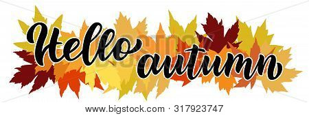 Hello Autumn Hand Written Composition With Maple Leaves In Background. Brush Lettering Script Autumn