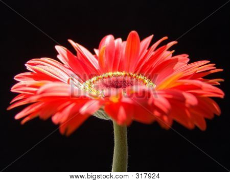 Gerbera