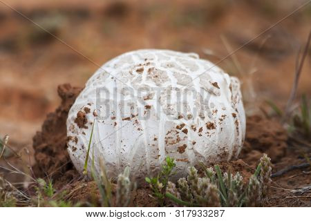 Western Giant Puffball Mushroom (calvatia Booniana) This Fungi Was Found In Southern Utah Desert Sag