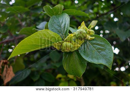 The Fruits Of Unripe Persimmons Hang On A Branch.