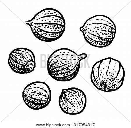 Coriander Illustration, Drawing, Engraving, Ink, Line Art, Vector