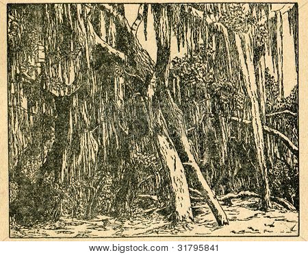 Sud chênes lichens - vieux illustration par un artiste inconnu du Botanika Szkolna na Klasy 