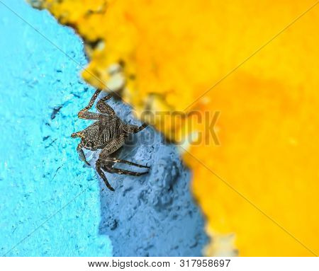 Tiny Black Spider On A Blue Wall