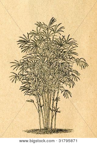 Palmier Rhapis - vieux illustration par un artiste inconnu du Botanika Szkolna na Klasy Nizsze, auteur Jozef