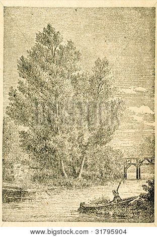 White willow - vieux illustration par un artiste inconnu du Botanika Szkolna na Klasy Nizsze, auteur Joze