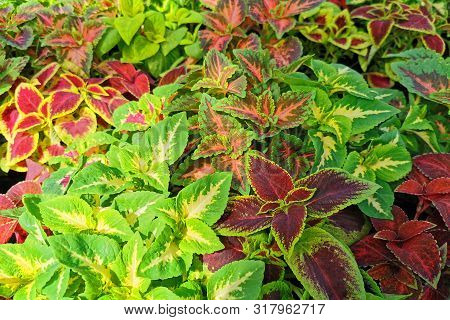 Coleus Blumei Plant Texture