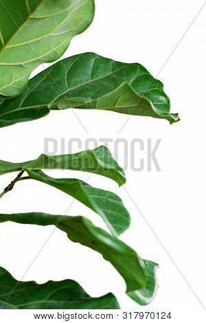 Ficus Leaves Tree Tropical Leaf Pant With Clipping Path