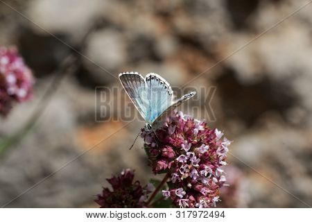 Chalkhill Blue Butterfly, Lysandra Coridon