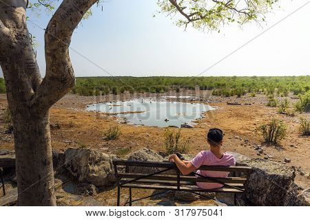 Tourist Waits For Wildlife Sitting On A Bench At The Moringa Waterhole Located Near Halali Campsite 
