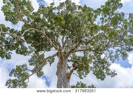 Big Tropical Tree With Sky Background, View From Below. Scientific Name Dipterocarpus Alatus Or Yang