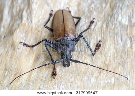 Giant Fijian Longhorn Beetle From Island Koh Phangan, Thailand. Closeup, Macro. Giant Fijian Long-ho