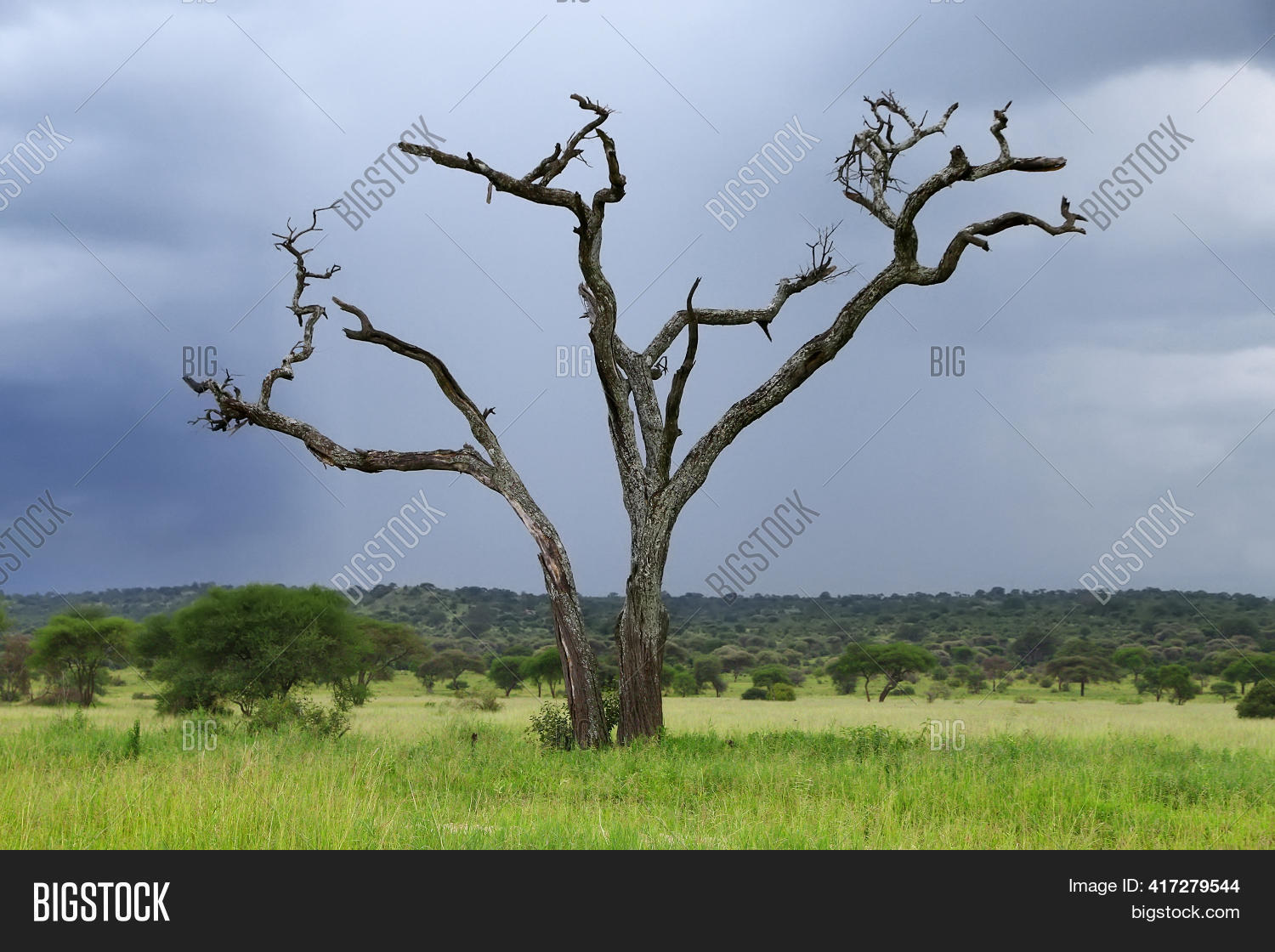 Dry Tree Kenyan Image & Photo (Free Trial) Bigstock