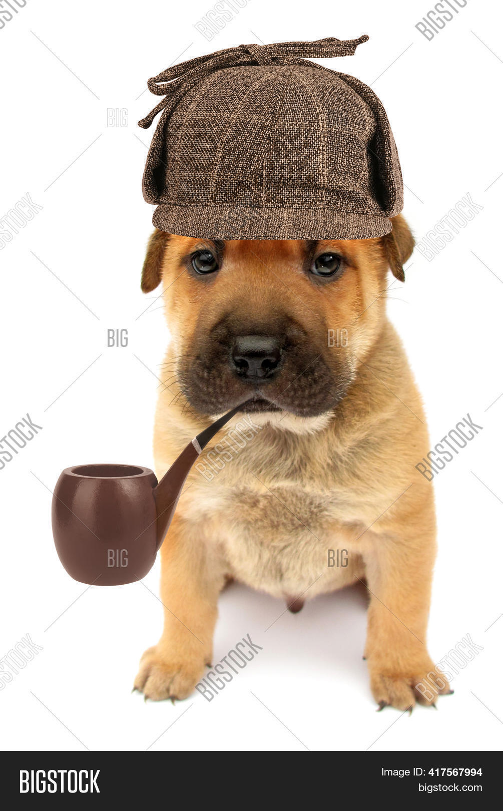 dog detective hat
