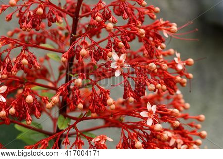 A Beautiful Wild Clerodendrum Paniculatum, The Pagoda Flower, Is A Species Of Flowering Plant In The