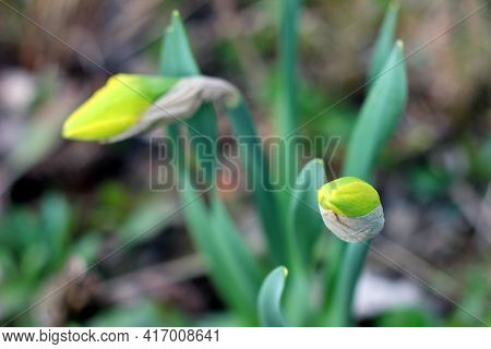 Closeup Photo Of Blooming Yellow Daffodil Bourgeons