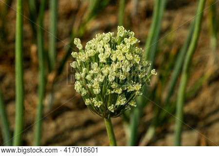The Onion Becomes Tender And Opens Up Into A Lovely Flower. Its Dense 4-5 Diameter Flower Heads Are 