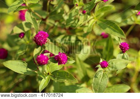 Pink Globe Amaranth. Selective Focus Of Gomphrena Globosa. Defocused Abstract Background Of Gomphren