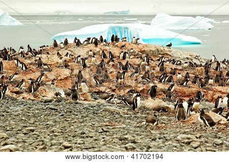 Gentoo Penguin Breeding Colony, Antarctica
