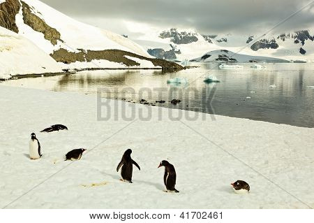 Gentoo Penguines In Front Of Lake In Antarctica
