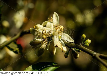 The Orange Or Lemon Or Malta Flower Is The Fruit Of Various Citrus Species In The Family Of Rutaceae