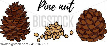Hand Drawn Pine Nuts Vector Illustration. Use For Cosmetic Products Or Food. Sketch Style Vector Org