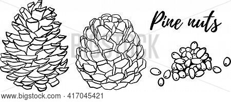 Hand Drawn Pine Nuts Vector Illustration. Use For Cosmetic Products Or Food. Sketch Style Vector Org