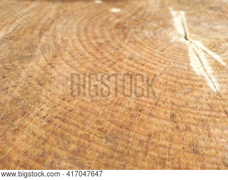 Selective Focus Texture Of Sawn Tree Trunk. Annual Rings Of Tree. Close Up View Of Wood. Sawn Tree S