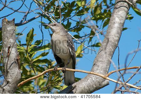 Northern Mockingbird Perched High in a Tree