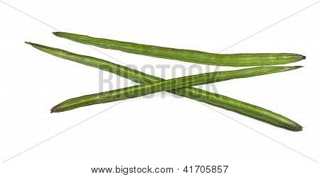 Baqueta vegetal ou Moringa