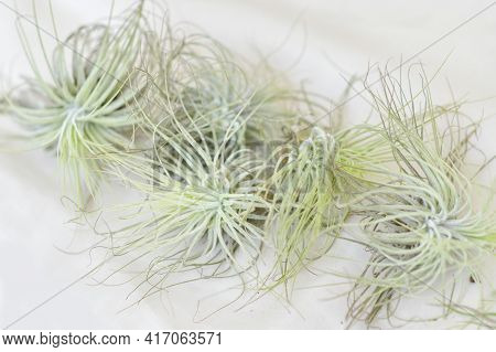 Tillandsia Air Plants On A White Background