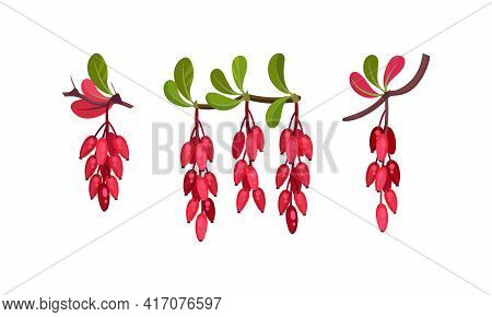 Red Berberis Or Barberry Hanging On Leafy Twig Vector Set