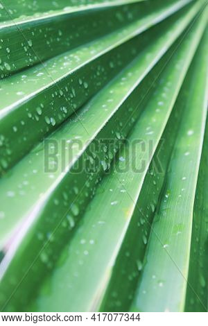 Palm Leaf With Raindrops. Wet Leaf After Rain.