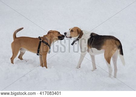 Russian Hound And American Pit Bull Terrier Puppy Are Standing On A White Snow In The Winter Park. P
