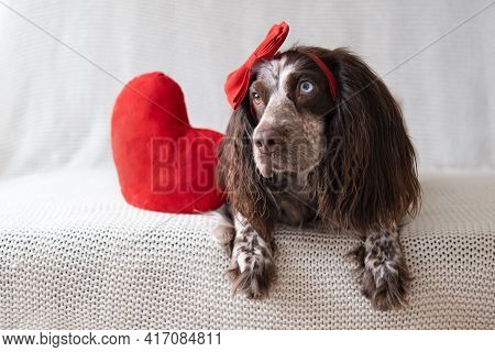 Brown Russian Spaniel Dog In Red Bow Lying On Couch With Soft Toy Heart. Valentine Day.