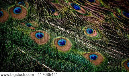 Peacock Feather Close Up. Male Indian Peafowl. Metallic Blue And Green Plumage. Quill Feathers. Natu