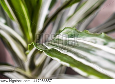 Green Texture : Beautiful For Decorative Leaves Of A House Plant.selective Focus.dracaena Fragrans M