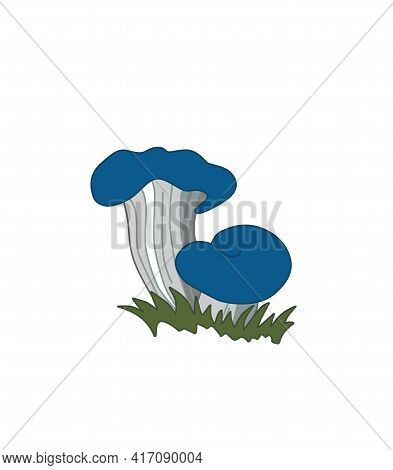 Blue Oyster Mushroom Pleurotus Columbinus. Vector Illustration Of Edible Mushrooms Isolated On A Whi