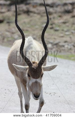 Addax