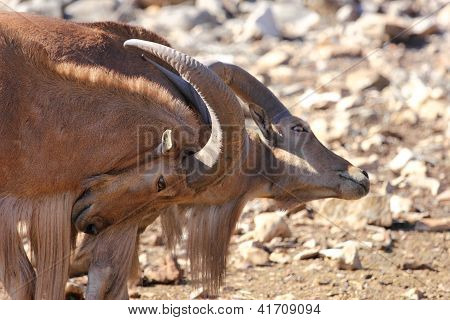 바바리 양, Aoudad, 부 수 어
