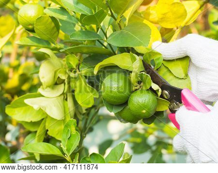 Close Up Image Of Cut Lime Green With Blur Image Of Lime Leaves. Food Thai Concept.