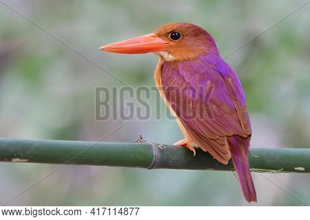Close Up Of  Ruddy Kingfisher (halcyon Coromanda) Perching On Fresh Bamboo Branch Showing Its Beauti