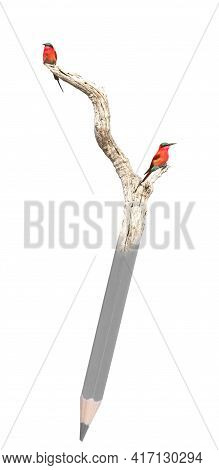 Northern Carmine Bee-eater (merops Nubicus) On A Pencil, Isolated On White
