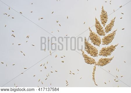 Spikelet From Grains. Oat Grains. On A White Background. Copy Space.