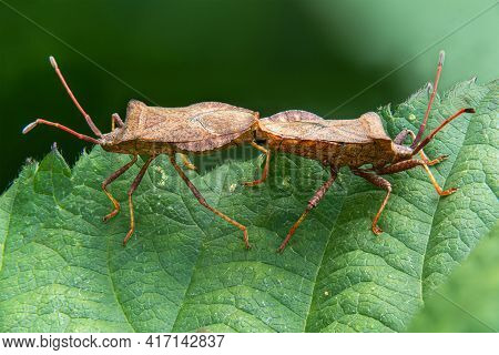 Detail Shot Of Two Sting Bugs Mating On A Leaf