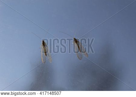 Two Lacewing Insects (latin Name - Chrysopidae) Are Sitting On A Transparent Light Background.