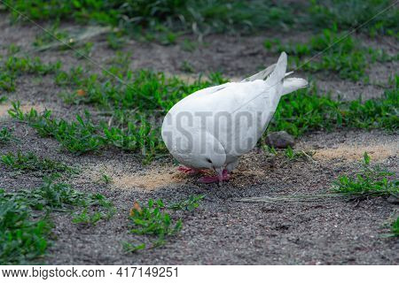 Beautiful White Dove In Pakra Eating Grain