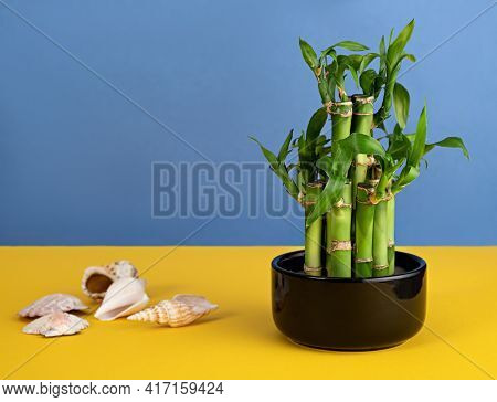 Bamboo In A Ceramic Pot On A Colored Background
