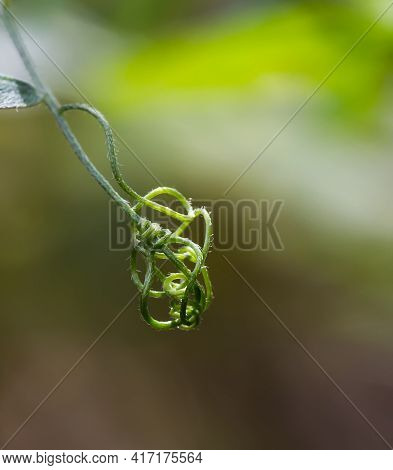 Young Green Curly Complicated Sprout Of Wild Plant Close Up With Blurred Selective Focus Background