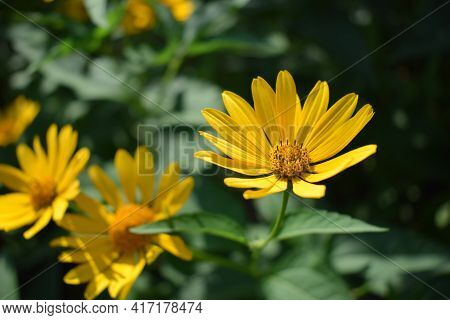 Yellow Flowers. Blooming Flowers In The Garden. Heliopsis. Sunflower Family. Yellow Daisy Flowers. C